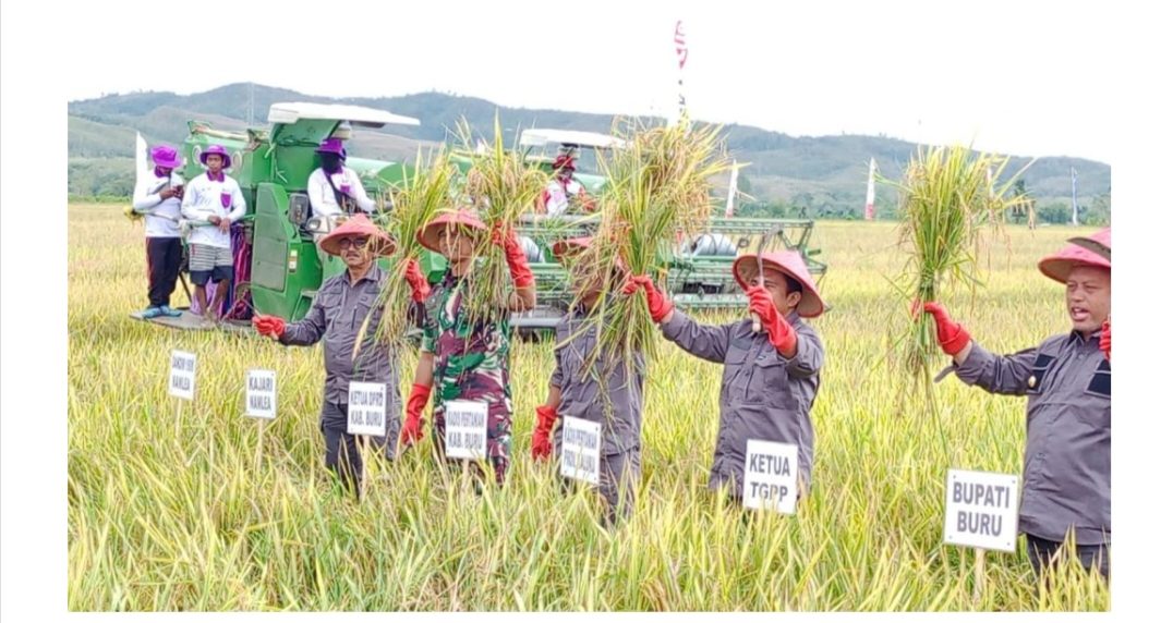 Penjabat Bupati Buru Ikut Panen Padi Dan Panen Pedat Di Waepo Tribun